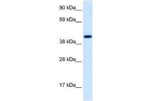 Image no. 1 for anti-Insulinoma-Associated 1 (INSM1) (Middle Region) antibody (ABIN2779402)