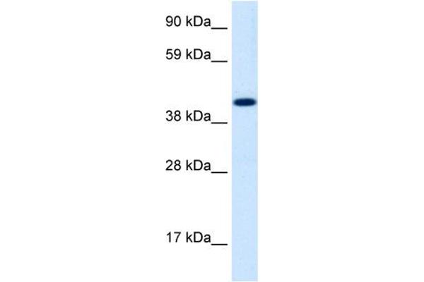 INSM1 antibody  (Middle Region)
