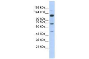 Image no. 1 for anti-Regulatory Factor X, 1 (Influences HLA Class II Expression) (RFX1) (AA 287-336) antibody (ABIN6740535)