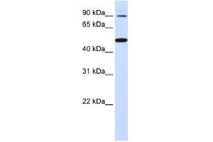 anti-Rhomboid 5 Homolog 1 (RHBDF1) antibody