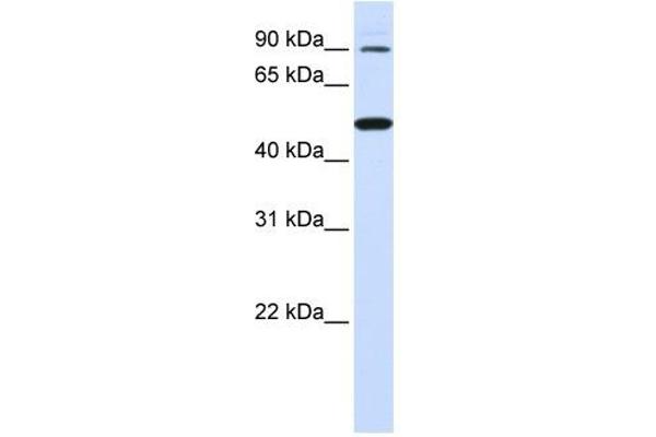 anti-Rhomboid 5 Homolog 1 (RHBDF1) antibody