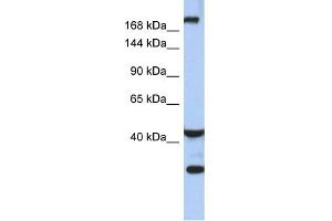 Image no. 1 for anti-Dispatched Homolog 1 (DISP1) (Middle Region) antibody (ABIN2784069)