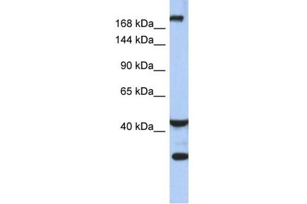 DISP1 Antikörper  (Middle Region)