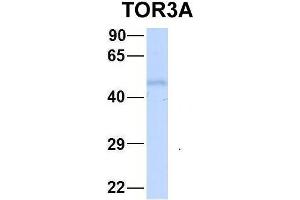 Image no. 3 for anti-Torsin Family 3, Member A (TOR3A) (Middle Region) antibody (ABIN2777761)