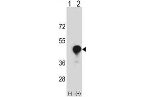 Image no. 2 for anti-T-cell surface glycoprotein CD1c (CD1C) (AA 226-253) antibody (ABIN3030368)