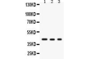 Image no. 1 for anti-Growth Associated Protein 43 (GAP43) (AA 216-238), (C-Term) antibody (ABIN3043685)