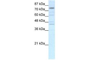Image no. 1 for anti-Eomesodermin (EOMES) (N-Term) antibody (ABIN2779274)