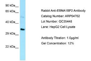 Image no. 1 for anti-EBNA1 Binding Protein 2 (EBNA1BP2) (C-Term) antibody (ABIN2789957)