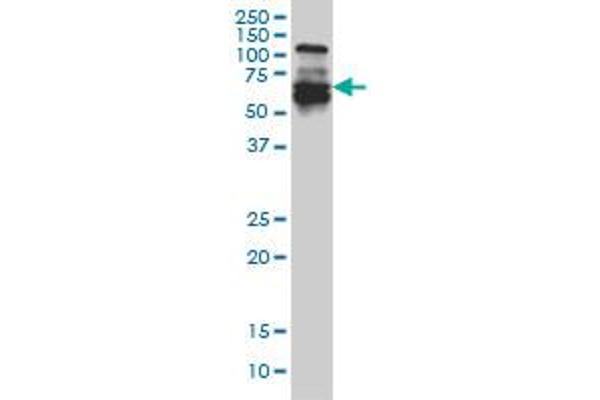 IRF5 antibody  (AA 395-504)