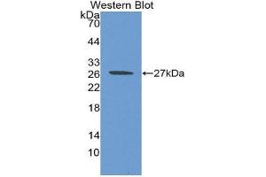 Image no. 1 for anti-WNT Inhibitory Factor 1 (WIF1) (AA 38-247) antibody (ABIN1980545)