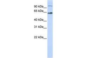 Image no. 1 for anti-MAU2 Sister Chromatid Cohesion Factor (MAU2) (C-Term) antibody (ABIN6741294)