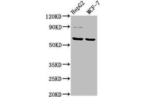 FPGS antibody  (AA 443-546)