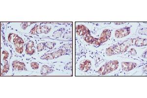 Image no. 2 for anti-Pepsinogen 4, Group I (Pepsinogen A) (PGA4) antibody (ABIN466797)