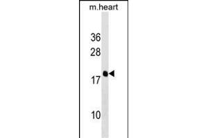 PDE6D Antibody (Center) (ABIN1538191 and ABIN2849005) western blot analysis in mouse heart tissue lysates (35 μg/lane).