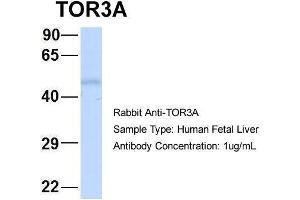 Image no. 1 for anti-Torsin Family 3, Member A (TOR3A) (Middle Region) antibody (ABIN1109283)