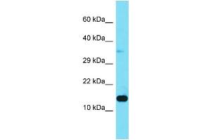 Image no. 1 for anti-Mitogen-Activated Protein Kinase Kinase 1 Interacting Protein 1 (MAPKSP1) (N-Term) antibody (ABIN2788404)