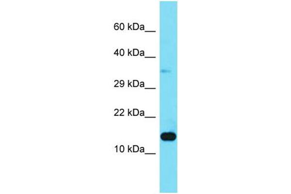anti-Mitogen-Activated Protein Kinase Kinase 1 Interacting Protein 1 (MAPKSP1) (N-Term) antibody