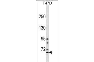 RHPN2 Antibody (Center) (ABIN1538349 and ABIN2838293) western blot analysis in T47D cell line lysates (35 μg/lane).