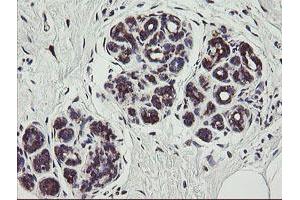 Image no. 11 for anti-Tumor Protein D52-Like 3 (TPD52L3) antibody (ABIN1501475)