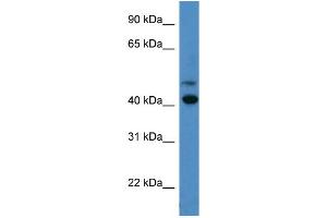 anti-Opsin 1 (Cone Pigments), Short-Wave-Sensitive (OPN1SW) (C-Term) antibody