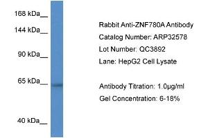 anti-Zinc Finger Protein 780A (ZNF780A) (N-Term) antibody