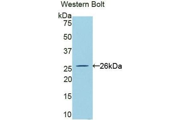 CLCF1 antibody  (AA 28-225)