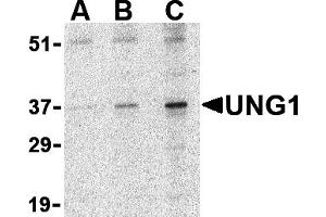 Image no. 1 for anti-Uracil-DNA Glycosylase (UNG) (N-Term) antibody (ABIN1031654)