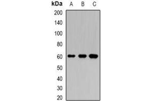 Image no. 1 for anti-Karyopherin alpha 6 (Importin alpha 7) (KPNA6) (full length) antibody (ABIN6004722)