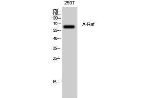 Image no. 1 for anti-V-Raf Murine Sarcoma 3611 Viral Oncogene Homolog (ARAF) (Internal Region) antibody (ABIN3183345)