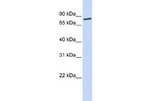 ACO2 antibody  (N-Term)
