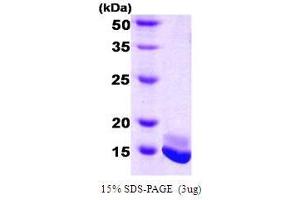 Image no. 1 for Calmodulin 2 (phosphorylase Kinase, Delta) (Calm2) (AA 1-149) protein (ABIN934968)