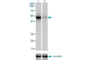 Image no. 2 for anti-RNA Binding Motif Protein 9 (RBM9) (AA 1-100) antibody (ABIN565111)