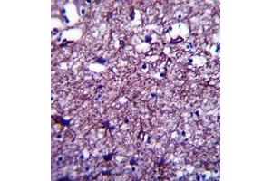 Image no. 2 for anti-Disrupted in Schizophrenia 1 (DISC1) (AA 700-728), (C-Term) antibody (ABIN951917)