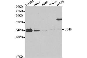 Western blot analysis of extracts of various cell lines, using CD46 antibody.