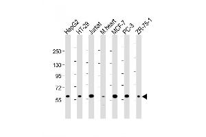 Image no. 3 for anti-DNA Cross-Link Repair 1C (DCLRE1C) (AA 21-50), (N-Term) antibody (ABIN653693)
