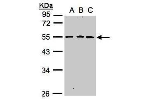 anti-RGM Domain Family, Member B (RGMB) (Center) antibody