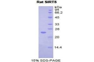 Image no. 1 for Sirtuin 5 (SIRT5) (AA 48-244) protein (His tag) (ABIN1877319)