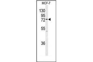 Western blot analysis of KIAA0776 / UFL1 Antibody (Center) in MCF-7 cell line lysates (35ug/lane).