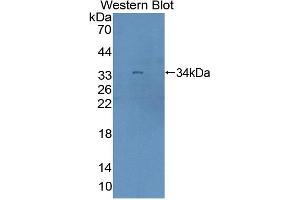 Image no. 1 for anti-Rap Guanine Nucleotide Exchange Factor (GEF) 1 (RAPGEF1) (AA 780-1035) antibody (ABIN5014246)