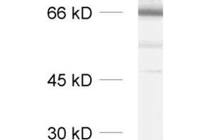 Image no. 2 for anti-Synaptotagmin II (SYT2) (AA 406-422), (Cytoplasmic Domain) antibody (ABIN1742202)
