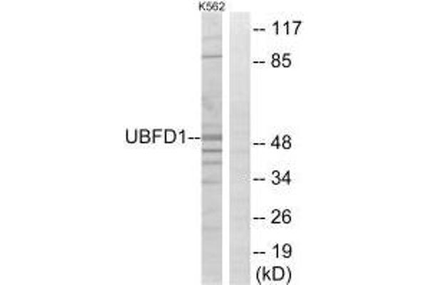 UBFD1 抗体