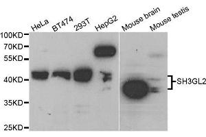 Image no. 1 for anti-Endophilin-A1 (SH3G2) antibody (ABIN6147725)