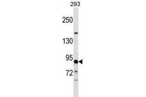 TUBGCP3 Antibody (C-term) western blot analysis in 293 cell line lysates (35 µg/lane).