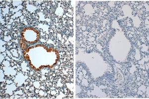 Image no. 2 for anti-Interleukin 1, beta (IL1B) antibody (ABIN964782)