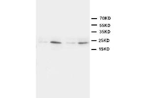 Image no. 1 for anti-High Mobility Group Box 4 (HMGB4) (AA 24-41), (N-Term) antibody (ABIN3043021)