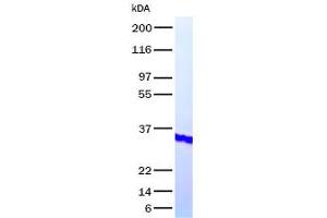 Image no. 1 for Platelet-Derived Growth Factor alpha Polypeptide (PDGFA) (Transcript Variant 2) (Active) protein (ABIN2728534)