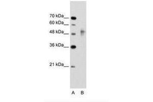 RNF38 Antikörper  (AA 21-70)