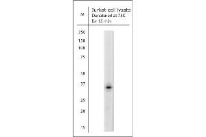 Image no. 6 for anti-Aquaporin 9 (AQP9) (AA 2-50) antibody (ABIN571396)