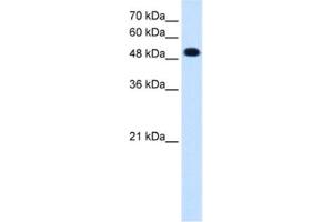 Image no. 1 for anti-Protein tyrosine Phosphatase, Receptor Type, R (PTPRR) antibody (ABIN2462848)