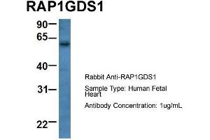 anti-RAP1, GTP-GDP Dissociation Stimulator 1 (RAP1GDS1) (Middle Region) antibody